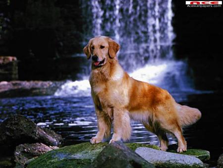 chien